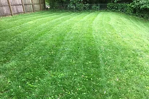 Lawn Care Service